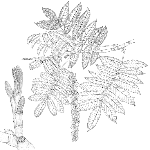 Pterocarya fraxinifolia Habitus Früchte Trieb